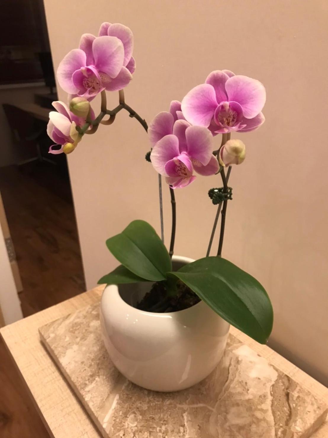 菓菓輕旅 Apartment Пули Екстериор снимка
